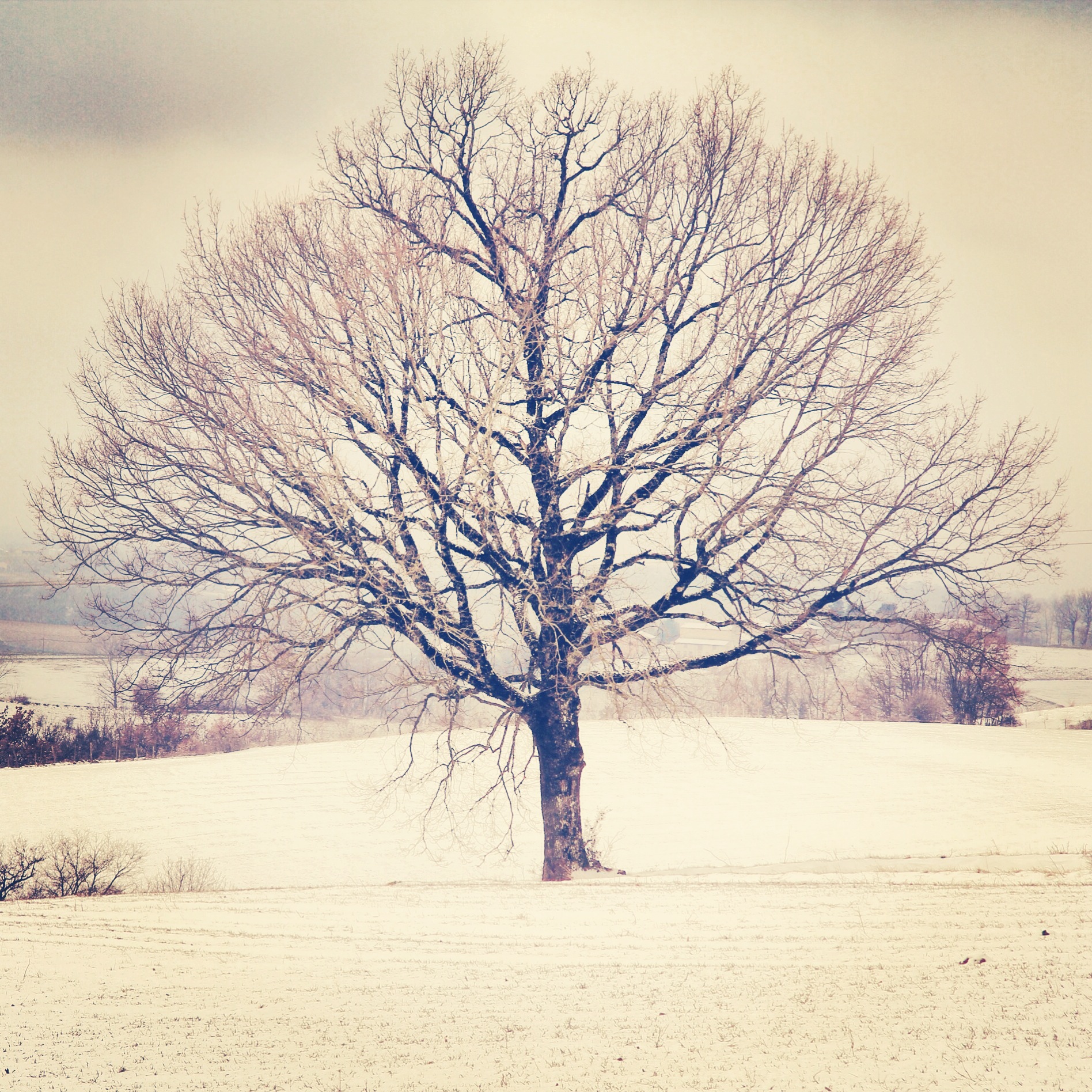 Neige du Haut-Languedoc