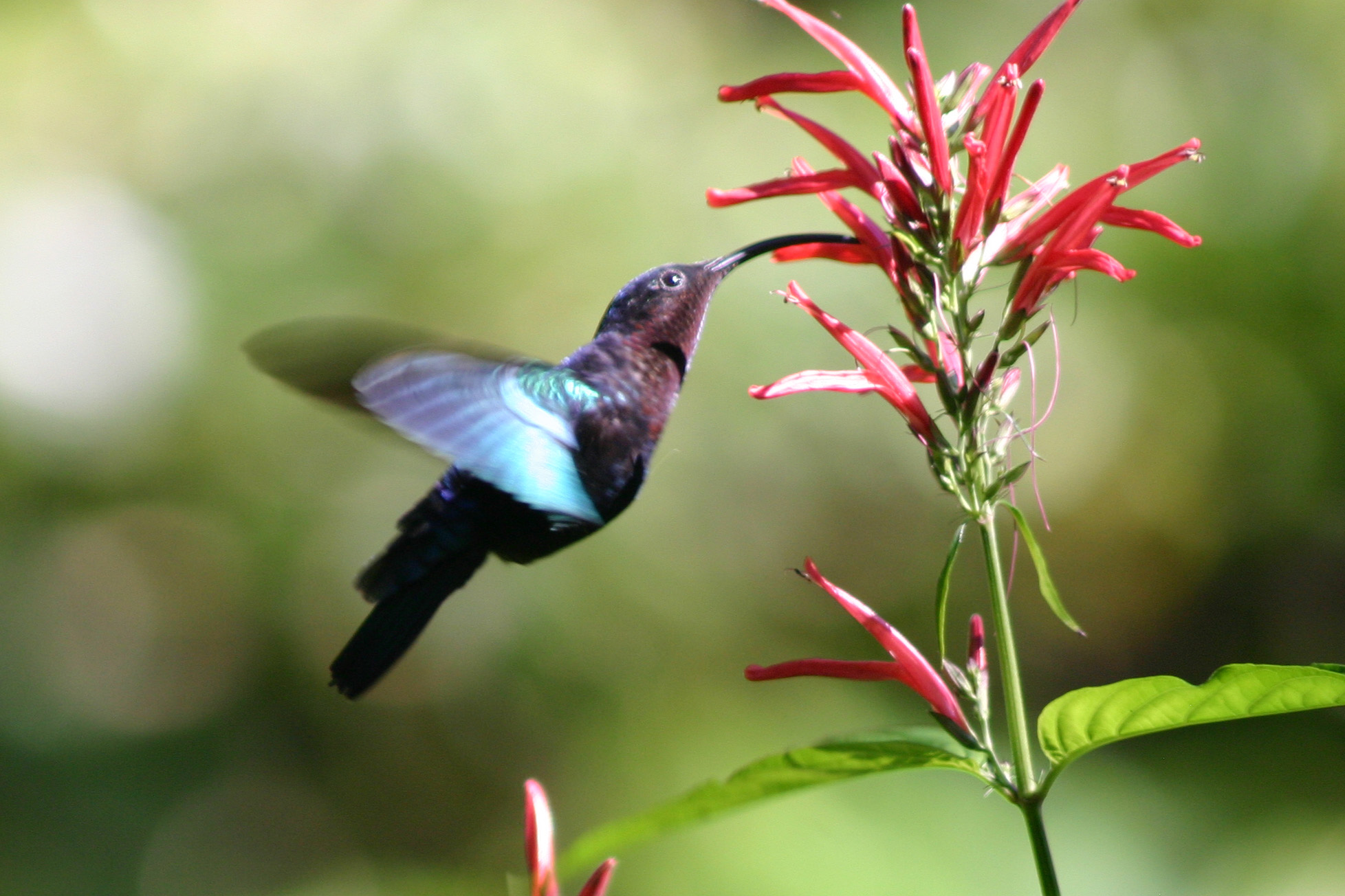 Colibris 2015