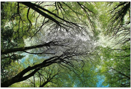 Forêt du HAUT-LANGUEDOC