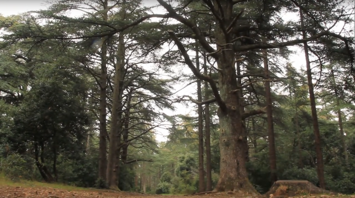 Matériaux naturels : le bois de cèdre du Parc du Luberon