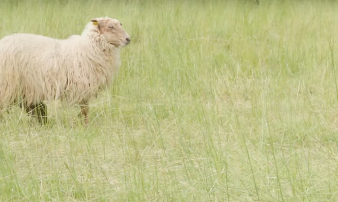 Le pastoralisme en site natura 2000 en Dordogne