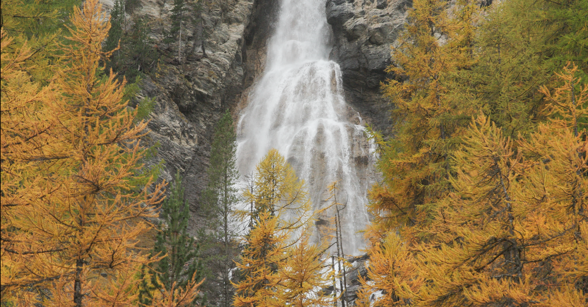 Les mélèzes du Queyras